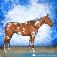 Horse Color:White Spotted Silver Bay 