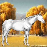 Horse Color:Gray White Spotted Bay Dun Leopard Rabicano 