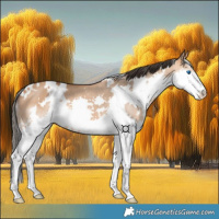 Horse Color:White Spotted Bay Dun Splash 