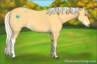Horse Color:Palomino 