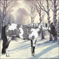 Horse Color:White Spotted Smoky Blue Roan 