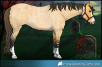 Horse Color:Buckskin Roan 