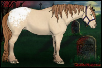 Horse Color:Amber Champagne Dun Appaloosa 