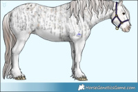 Horse Color:Black Splash Appaloosa  and Amber Champagne Sabino Appaloosa 