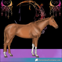 Horse Color:Chestnut Tobiano 