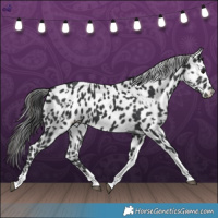 Horse Color:White Spotted Black Tobiano Appaloosa