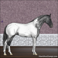 Horse Color:Blue Roan Tobiano Appaloosa 