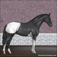 Horse Color:Blue Roan Tobiano Appaloosa