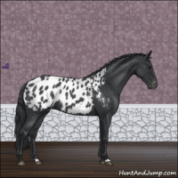 Horse Color:Blue Roan Near Leopard 