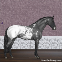 Horse Color:White Spotted Blue Roan Snowcap 
