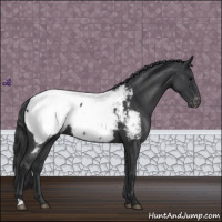 Horse Color:Blue Roan Appaloosa 