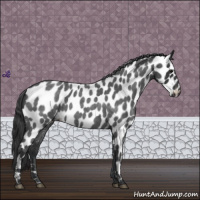 Horse Color:Blue Roan Leopard 