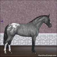 Horse Color:Blue Roan Appaloosa 