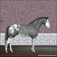 Horse Color:Blue Roan Splash Appaloosa 