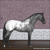Horse Color:Blue Roan Appaloosa 