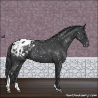 Horse Color:Blue Roan Tobiano Appaloosa 
