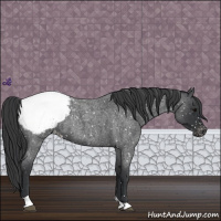 Horse Color:Blue Roan Tobiano Snowcap 