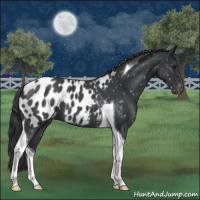 Horse Color:Blue Roan Tobiano Appaloosa