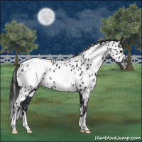 Horse Color:White Spotted Black Appaloosa 