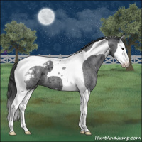 Horse Color:Blue Roan Splash Tobiano Snowcap 