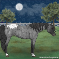 Horse Color:Blue Roan Appaloosa 