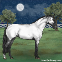 Horse Color:Blue Roan Appaloosa 