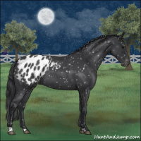 Horse Color:Blue Roan Appaloosa