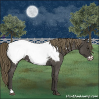 Horse Color:Smoky Blue Roan Frame Appaloosa 