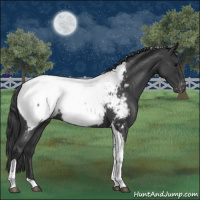 Horse Color:Blue Roan Tobiano Appaloosa 