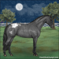 Horse Color:Blue Roan Varnish 