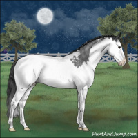 Horse Color:Blue Roan Splash Snowcap