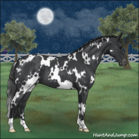Horse Color:White Spotted Blue Roan Varnish 