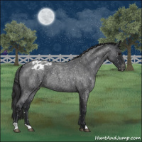 Horse Color:Blue Roan Snowflake Varnish 