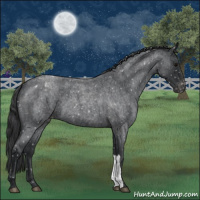 Horse Color:Blue Roan Snowflake Varnish