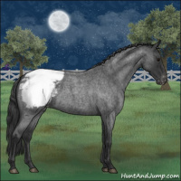 Horse Color:Blue Roan Snowcap 