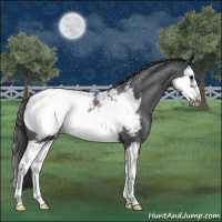 Horse Color:Blue Roan Splash Frame Appaloosa 