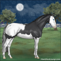 Horse Color:Blue Roan Splash Snowcap 
