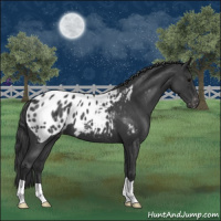 Horse Color:Blue Roan Appaloosa 