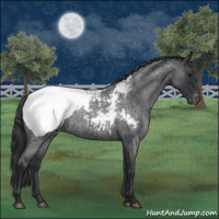 Horse Color:Blue Roan Appaloosa 