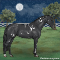Horse Color:White Spotted Blue Roan Varnish