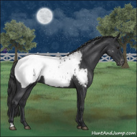 Horse Color:Blue Roan Appaloosa 