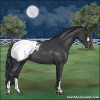 Horse Color:Blue Roan Appaloosa 