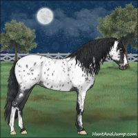 Horse Color:Blue Roan Near Leopard 