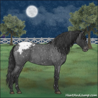 Horse Color:Blue Roan Appaloosa 