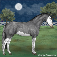 Horse Color:Blue Roan Splash Appaloosa 
