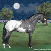 Horse Color:Blue Roan Frame Snowcap 