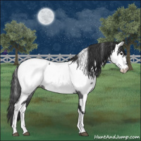 Horse Color:Blue Roan Tobiano Appaloosa 