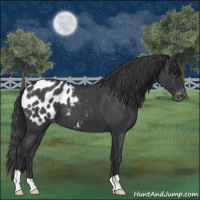 Horse Color:Blue Roan Appaloosa 