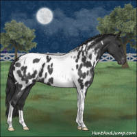 Horse Color:Blue Roan Tobiano Appaloosa 