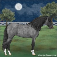 Horse Color:Blue Roan Appaloosa 